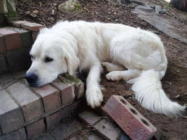 "I know it's cleaner over there, but I want to lay right here in this mud!"